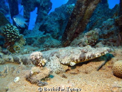 Indian Ocean crocodilefish by Bozhidar Tonev 